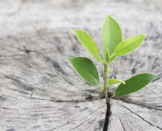 plante verte qui pousse